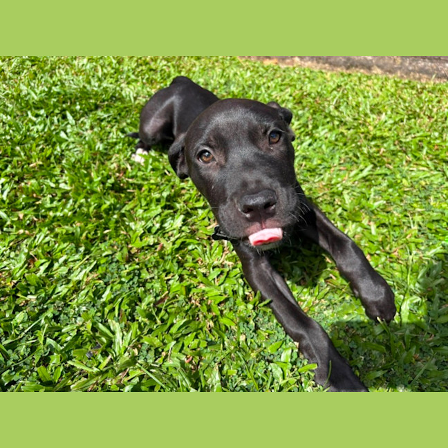 Photo of Kuro