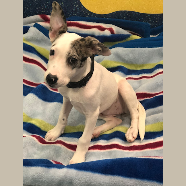 Photo of Willow
