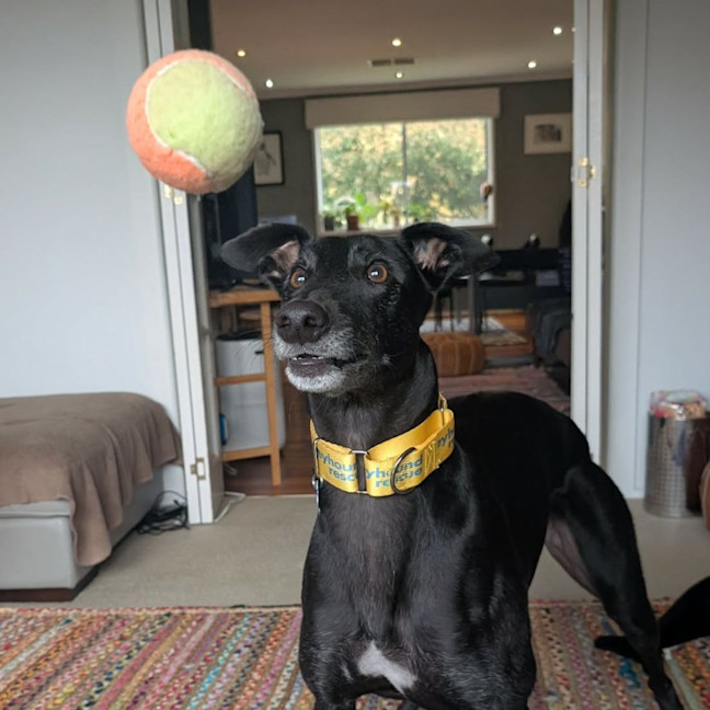 Photo of Rafa The Greyhound