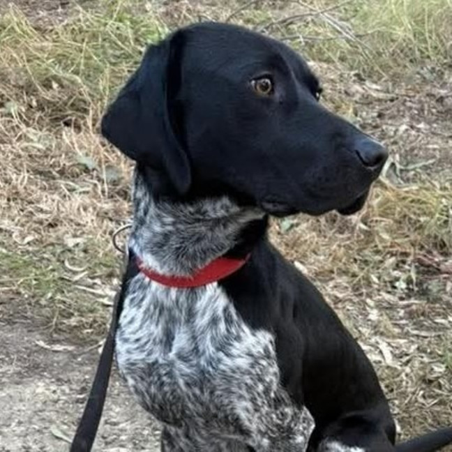 Photo of Rocco