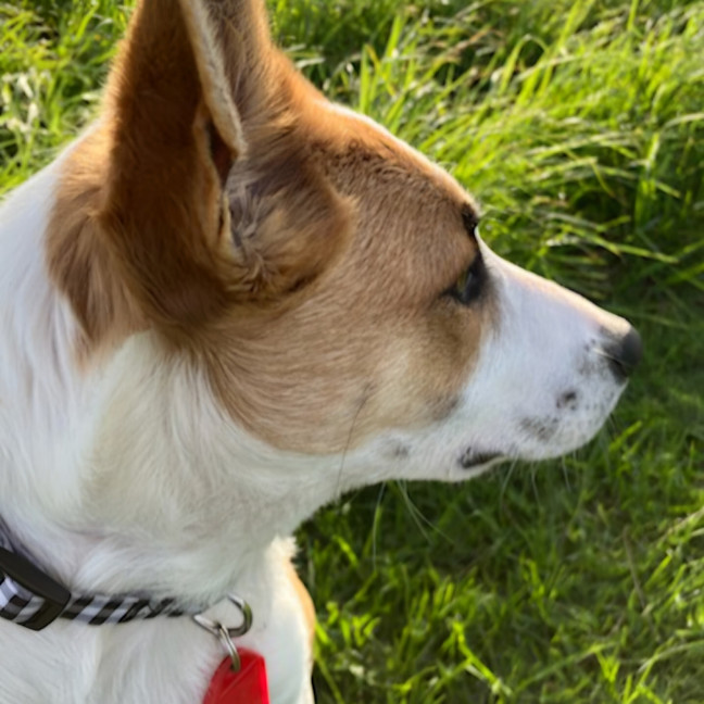 Photo of Millie