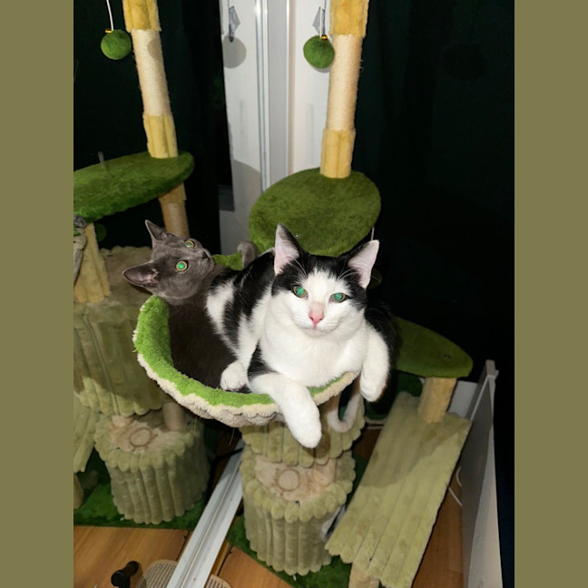 Photo of Violet