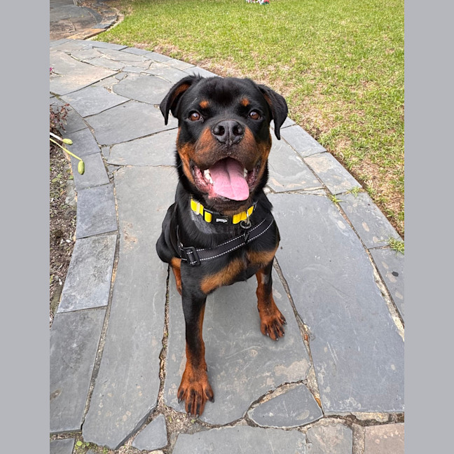 Photo of Bosco