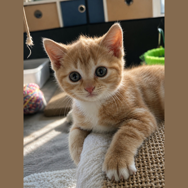Photo of Saffron