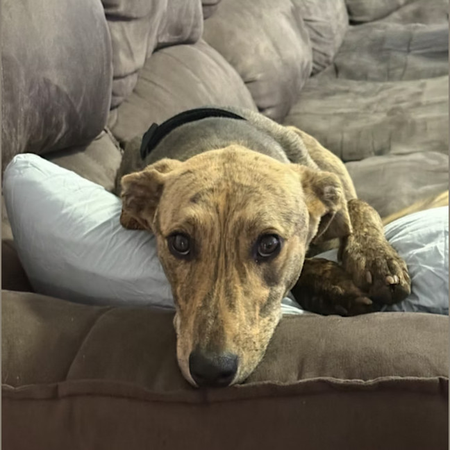 Photo of Coco