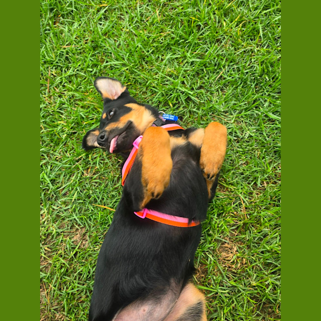 Photo of Gracie   4 Month Old Rottweiler X Shepherd 