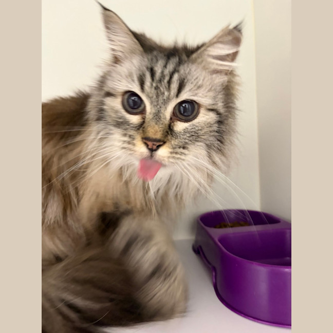 Photo of Lily