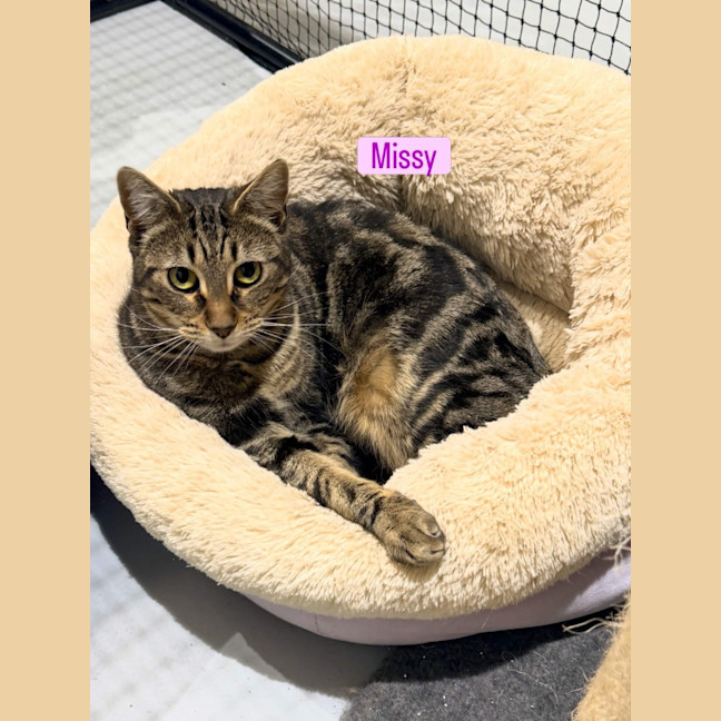 Photo of Missy