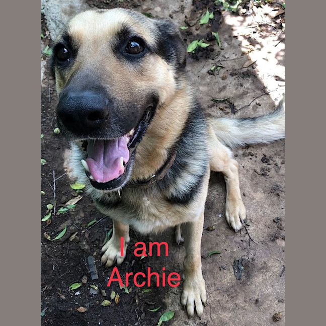 Photo of Archie