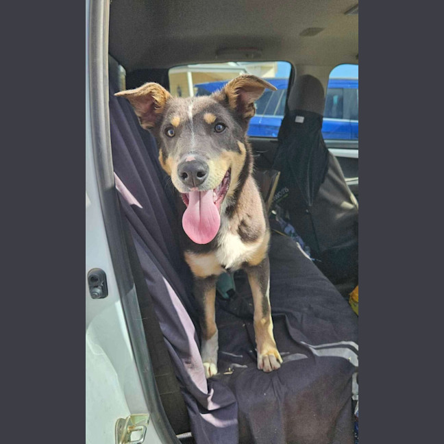 Photo of Rusty