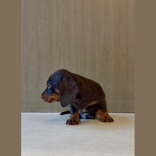 Photo of Arlo