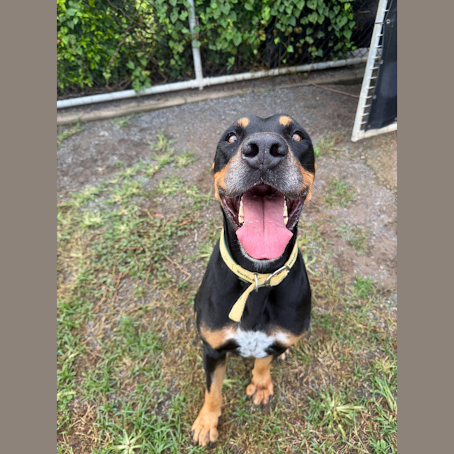 Photo of Mr. Snuffleupagus