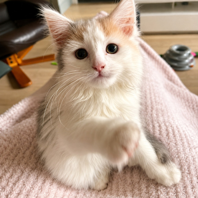 Photo of Kitty