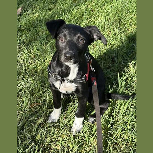 Photo of Sadie