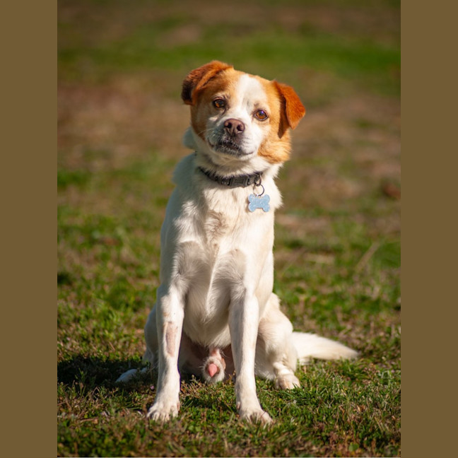 Photo of Milo