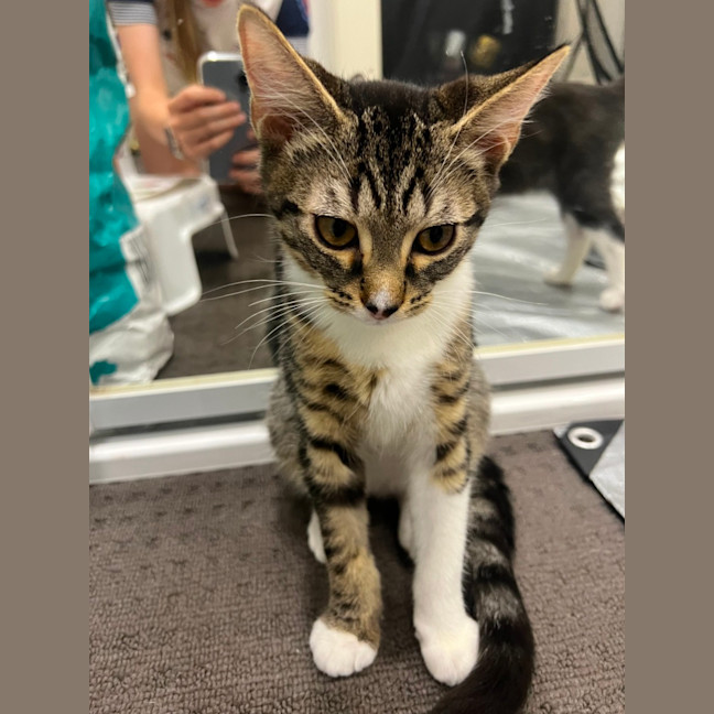 Photo of Peanut