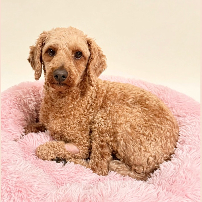 Photo of Phoebe