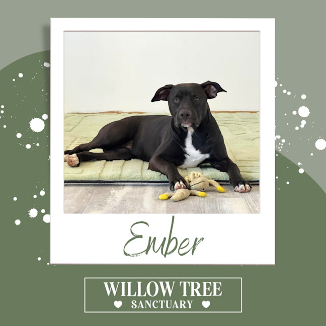 Photo of Ember