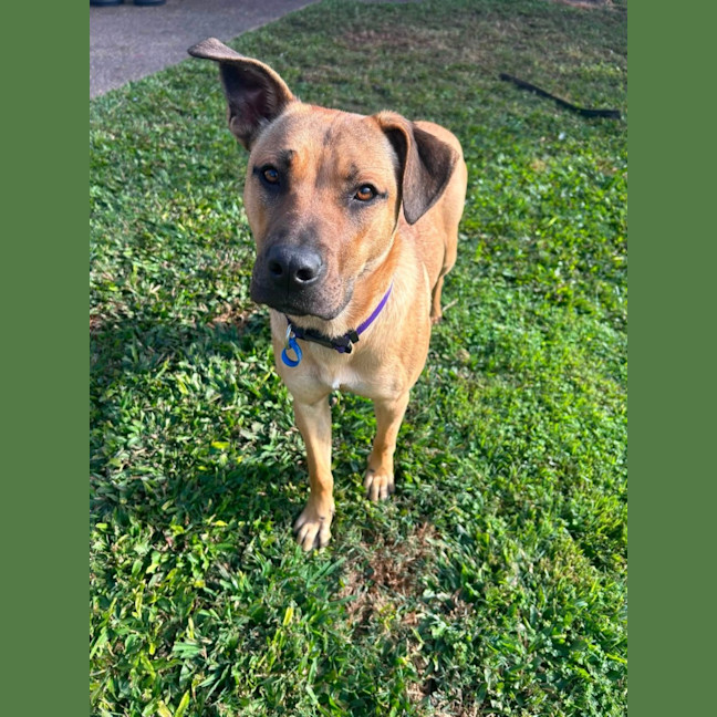 Photo of Carly *$350 Adoption Fee*