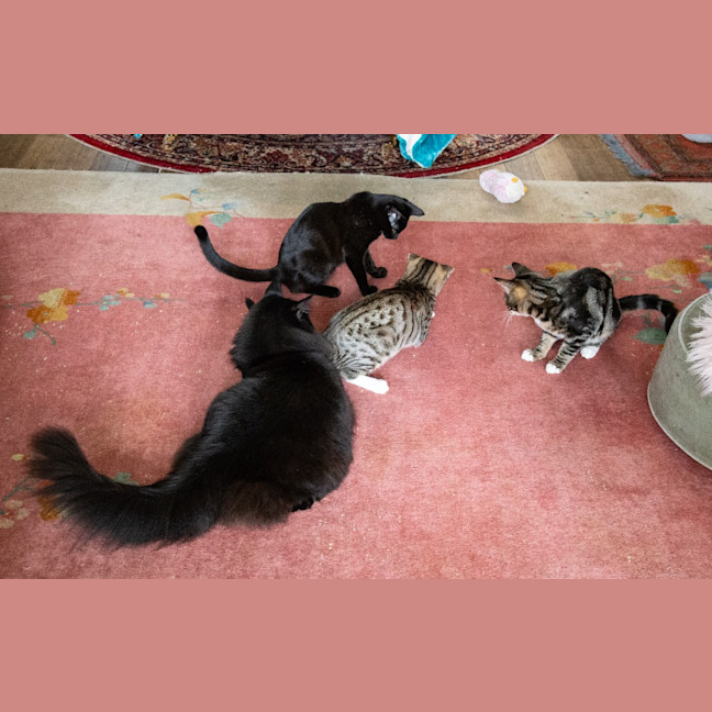 Photo of Nehira
