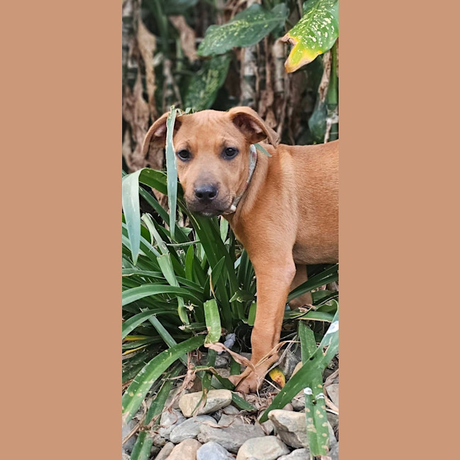 Photo of Taz