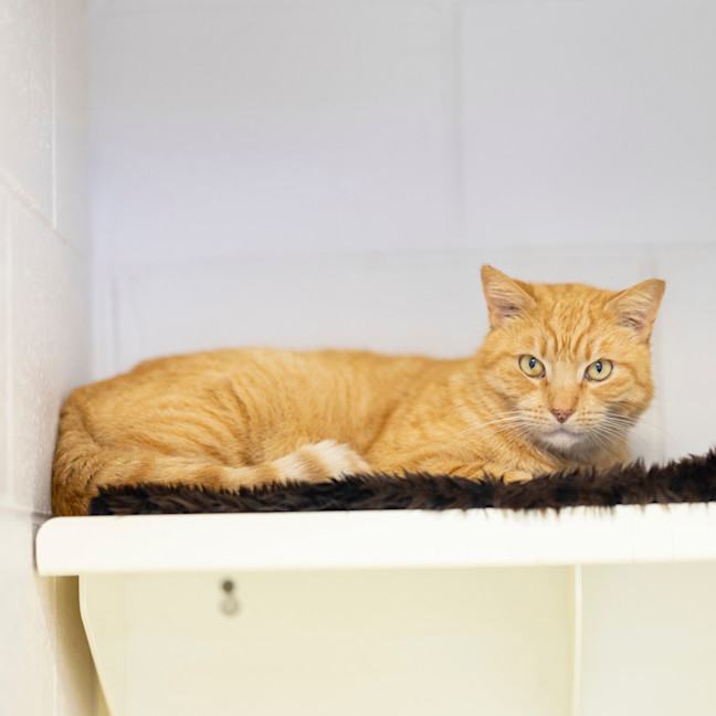 Photo of Mister Mister