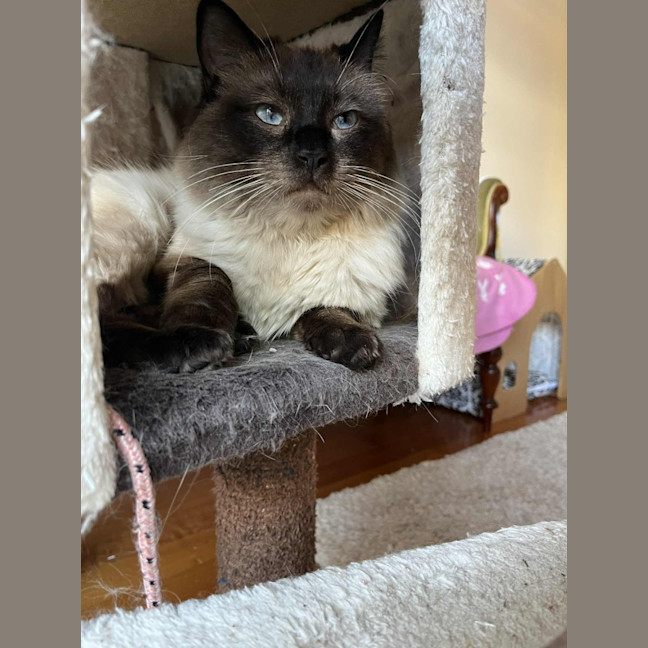 Photo of Mr Mistoffelees   In Foster Care In Frankston