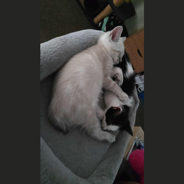 Photo of Luna