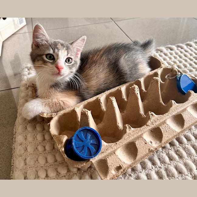 Photo of Lavender Haze