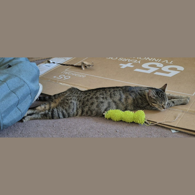 Photo of Tumbles   1 Year Old Domestic Short Hair