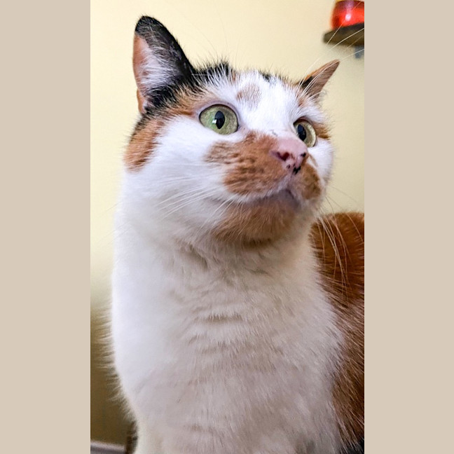 Photo of Mara