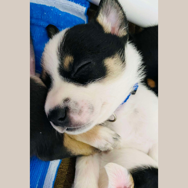 Photo of Miss Pepper And The Peppercorns