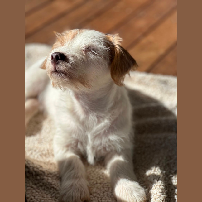 Photo of Archie