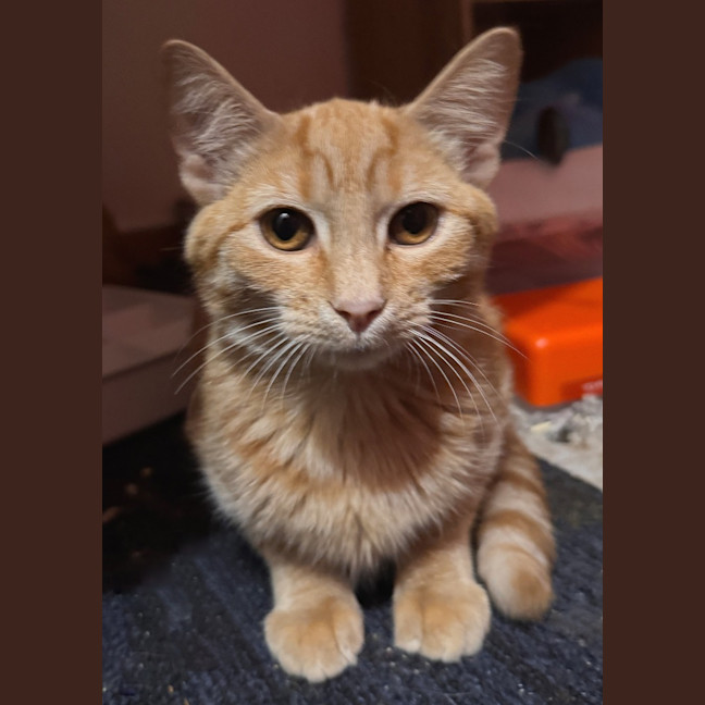 Photo of Sunny's Prophecy