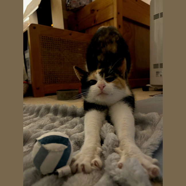 Photo of Uno