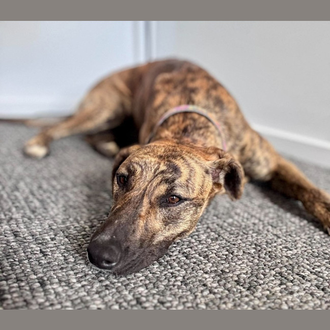 Photo of Josie