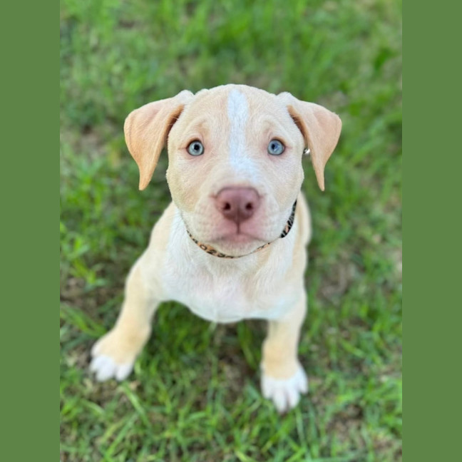 Photo of King George 