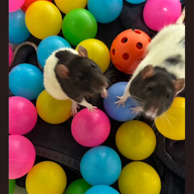 Photo of Togs (Bonded With Cozzie)