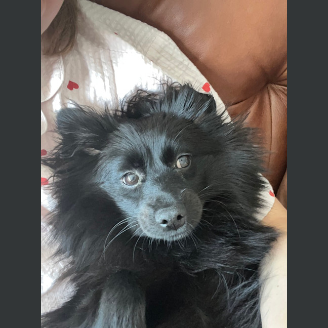 Photo of Wilma (Coco)