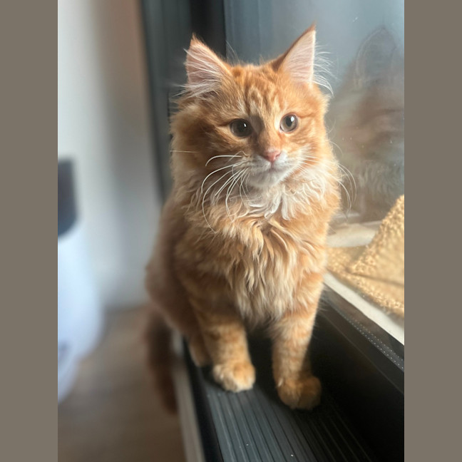 Photo of Sam   Located In Kensington