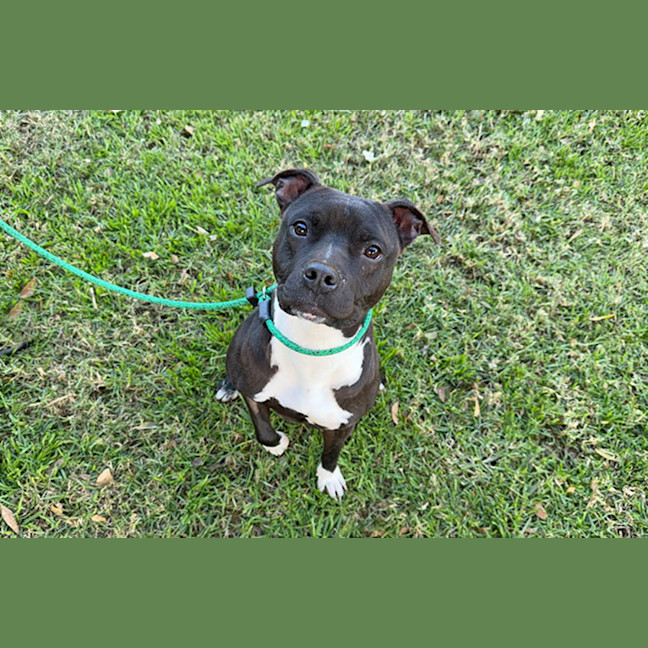 Photo of Luna
