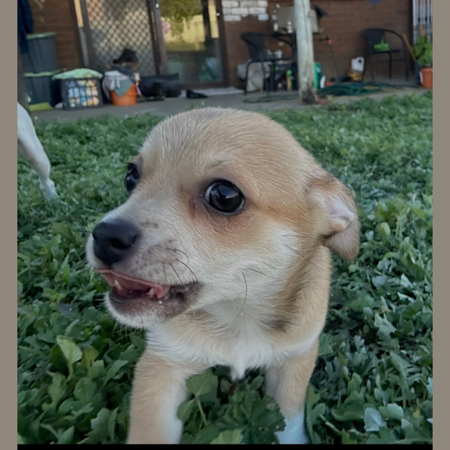 Photo of Raff