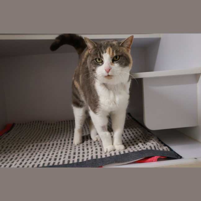 Photo of Smokey