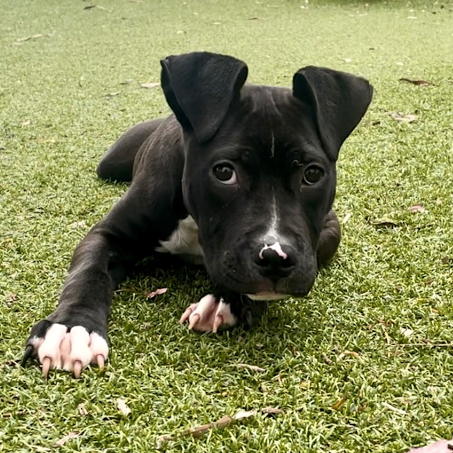 Photo of Rocky