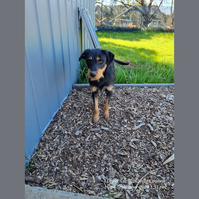 Photo of Rotti