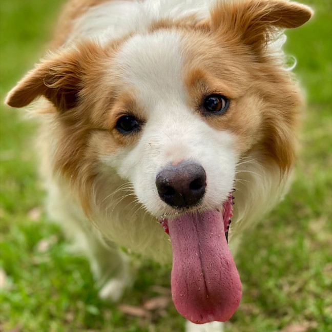 Photo of Ollie The Collie