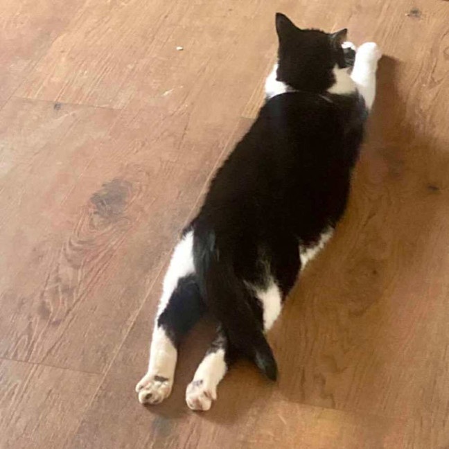 Photo of Douglas    In Foster Care In Thornbury