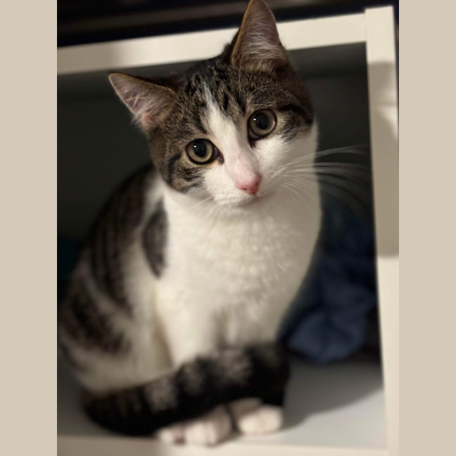 Photo of Hank & Halle