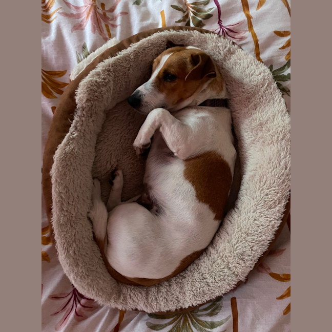 Photo of Elsa   3 Year Old Jack Russell X (Trial)