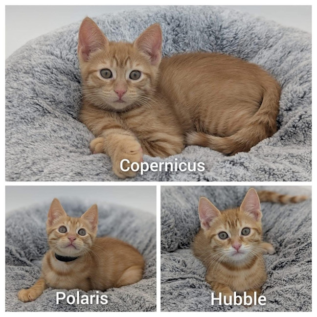 Photo of 11228/9/30   Polaris, Copernicus & Hubble